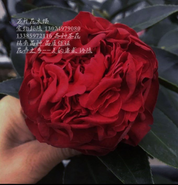 茶花铁骨牡丹紫金金冠花眼红茶花艳红红色紫红色花卉