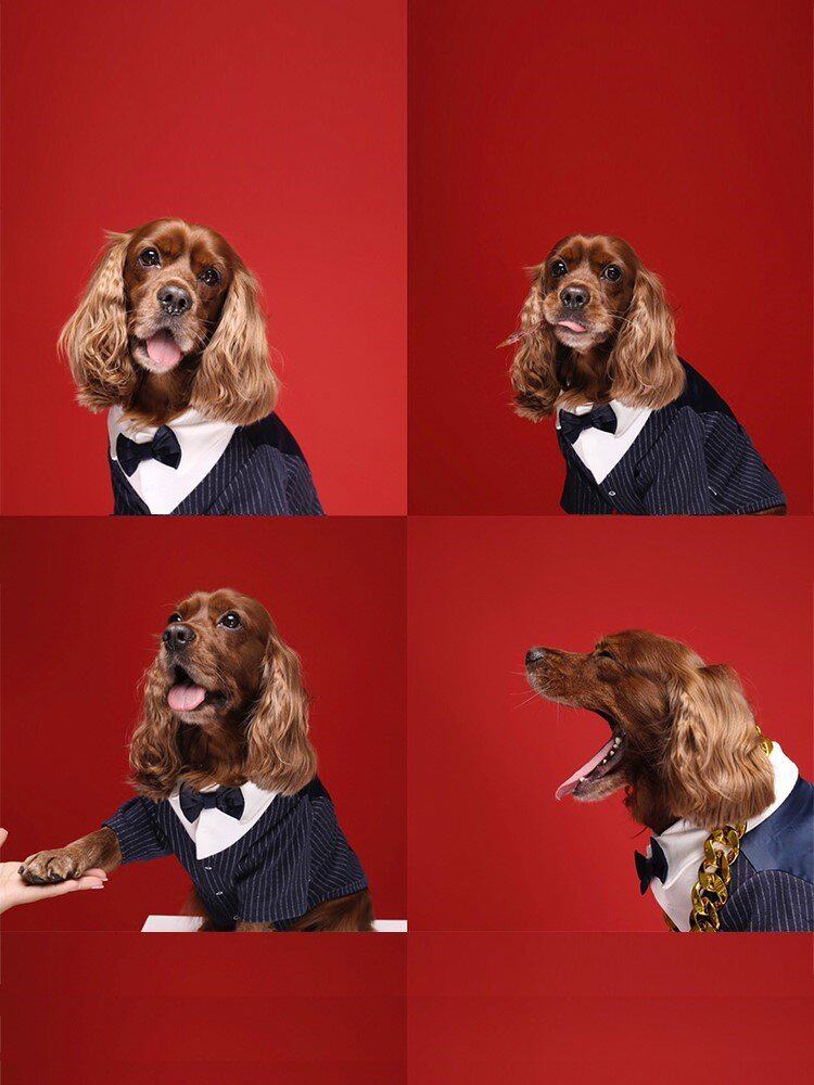 衣服猫咪夏猫咪薄款防掉毛西装结婚泰迪宠物西服狗宠物服装