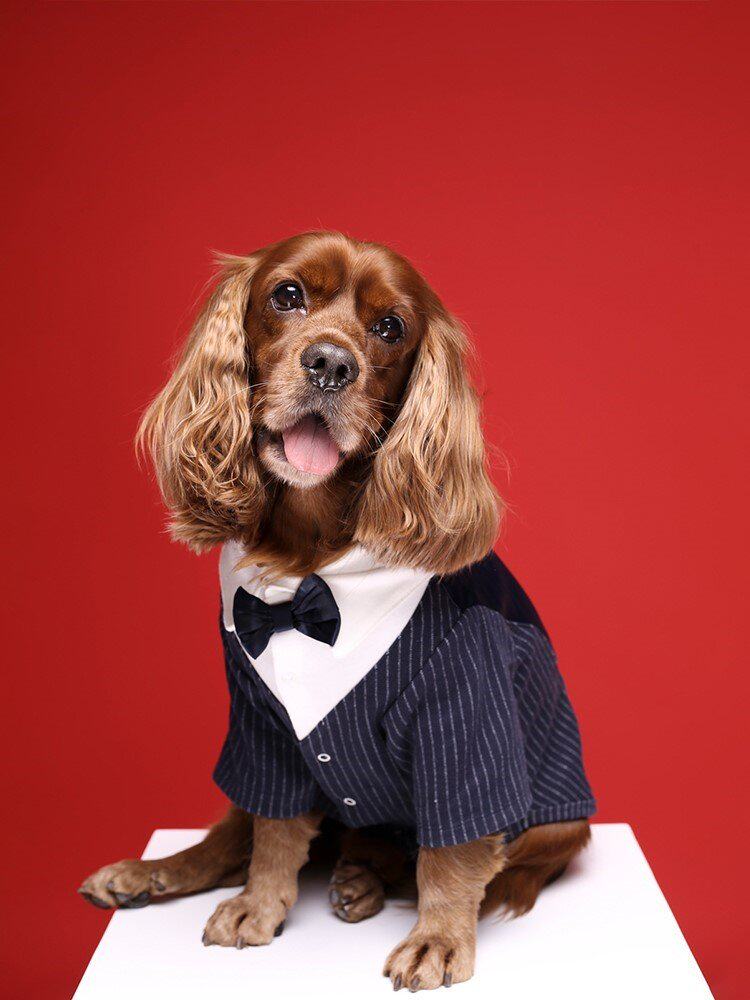 衣服猫咪夏猫咪薄款防掉毛西装结婚泰迪宠物西服狗宠物服装