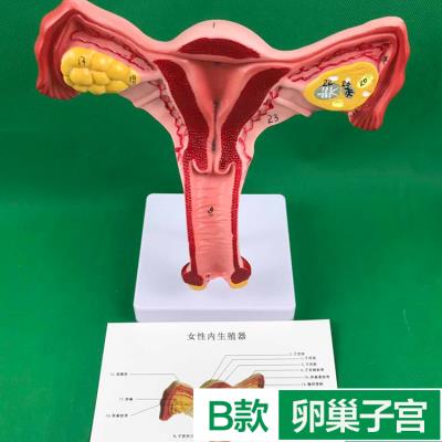 人体子宫模型教具模具阴道卵巢解剖病理医学女性仿真女性生殖模a