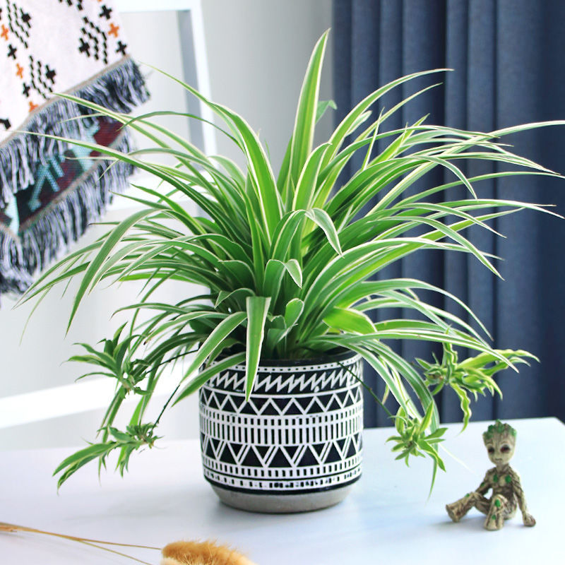 吊花室内植培植垂绿树水金边植物绿发财盆栽萝盆栽水吊兰养物小