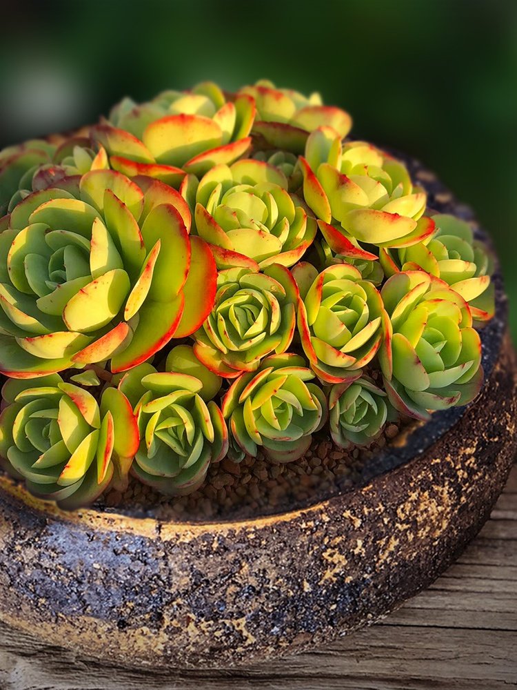 新品鸡蛋碧桃桃花石多肉植物一物一拍老桩精品多肉植物