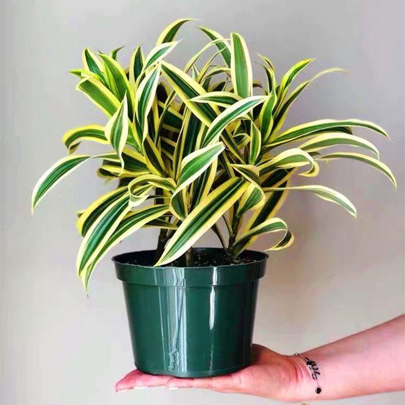 植物金边百合盆栽龙血室内客厅北欧欧风造型绿植