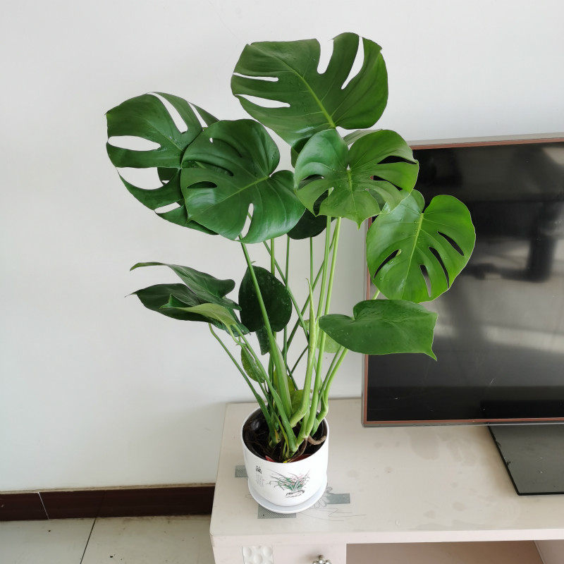 龟背植物培植大型竹绿室内四季背水盆栽洞开绿植