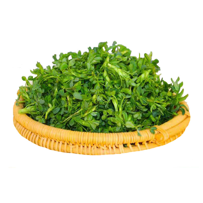 新鲜苜蓿菜食用农家种植头茬现摘现发草头2斤3斤苜蓿芽产地包邮