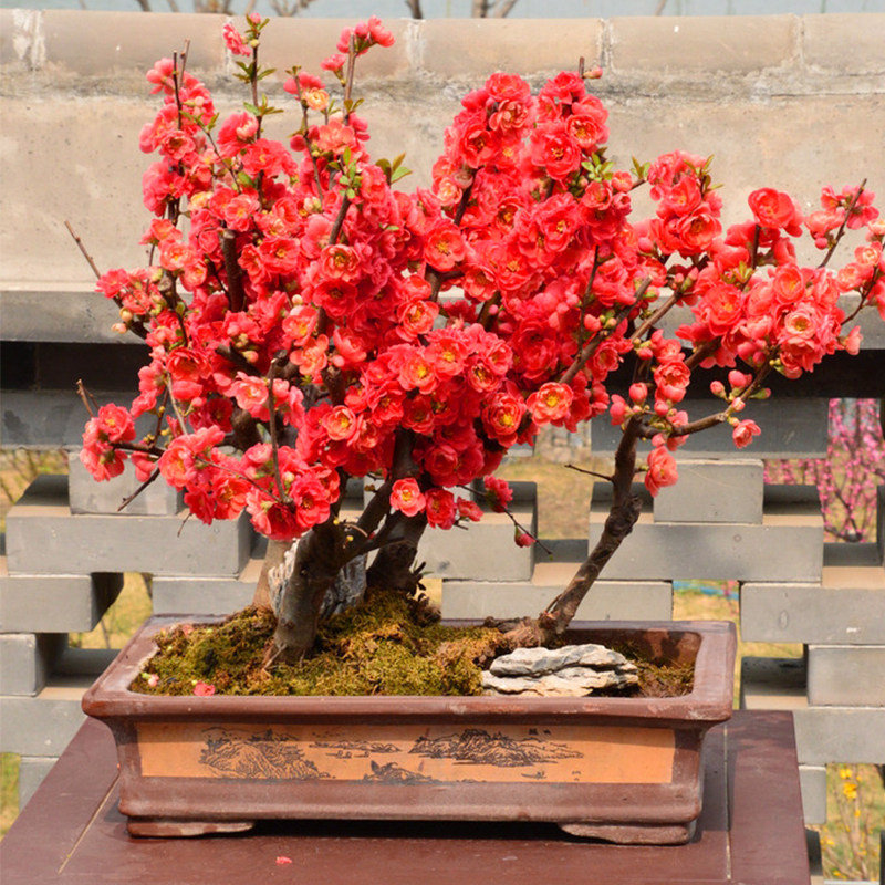 海棠有点难度盆栽花庭庭院重瓣开花木本花卉花卉