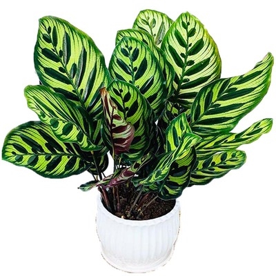 室内花卉孔雀吸孔芋养绿竹客厅甲醛植物办公桌绿植