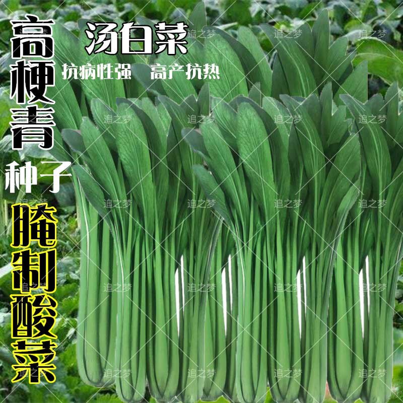 高梗白青菜种子长杆白菜种籽高梗青高杆小白菜腌制家庭园艺种子