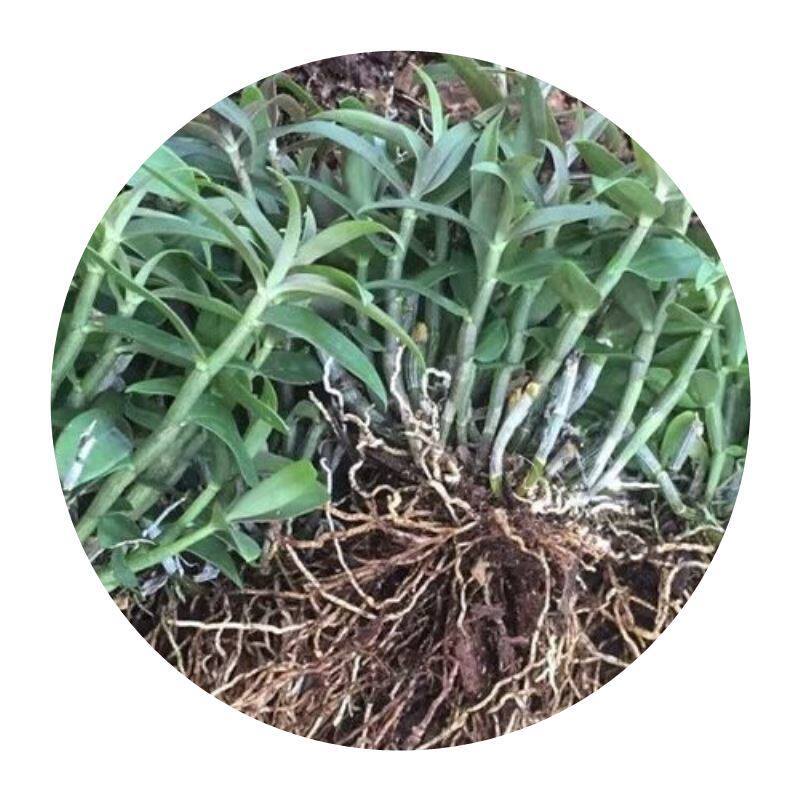 铁皮石斛原产原产地地基地直发带根可食用3年生1斤苗花瓶