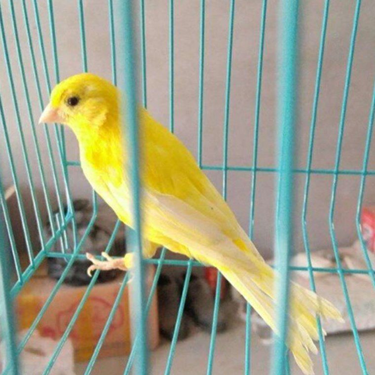 扬州皮包桂皮金丝雀白玉黄白玉卷毛零幺红袍大红鸟