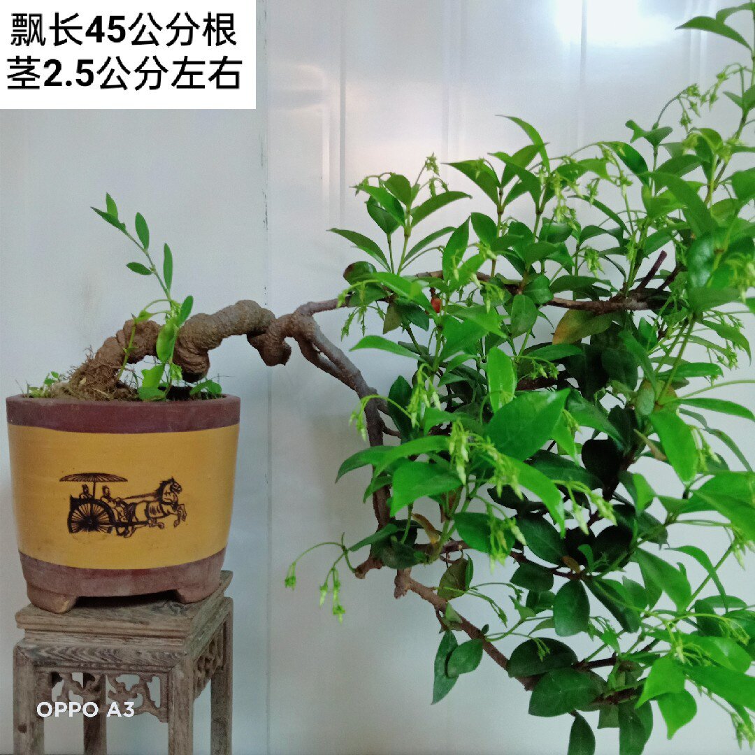 茉莉绿植盆栽老桩盆景络石银丝风车盘龙开花时令草本花卉