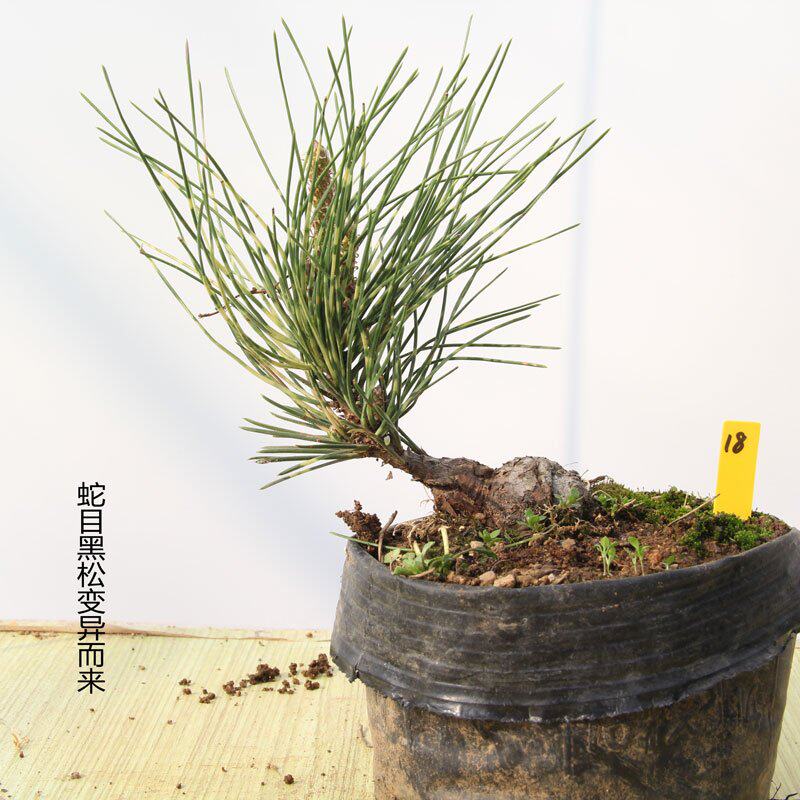 黑松日本孔雀松日松树蛇目变异品种贵品小苗绿植