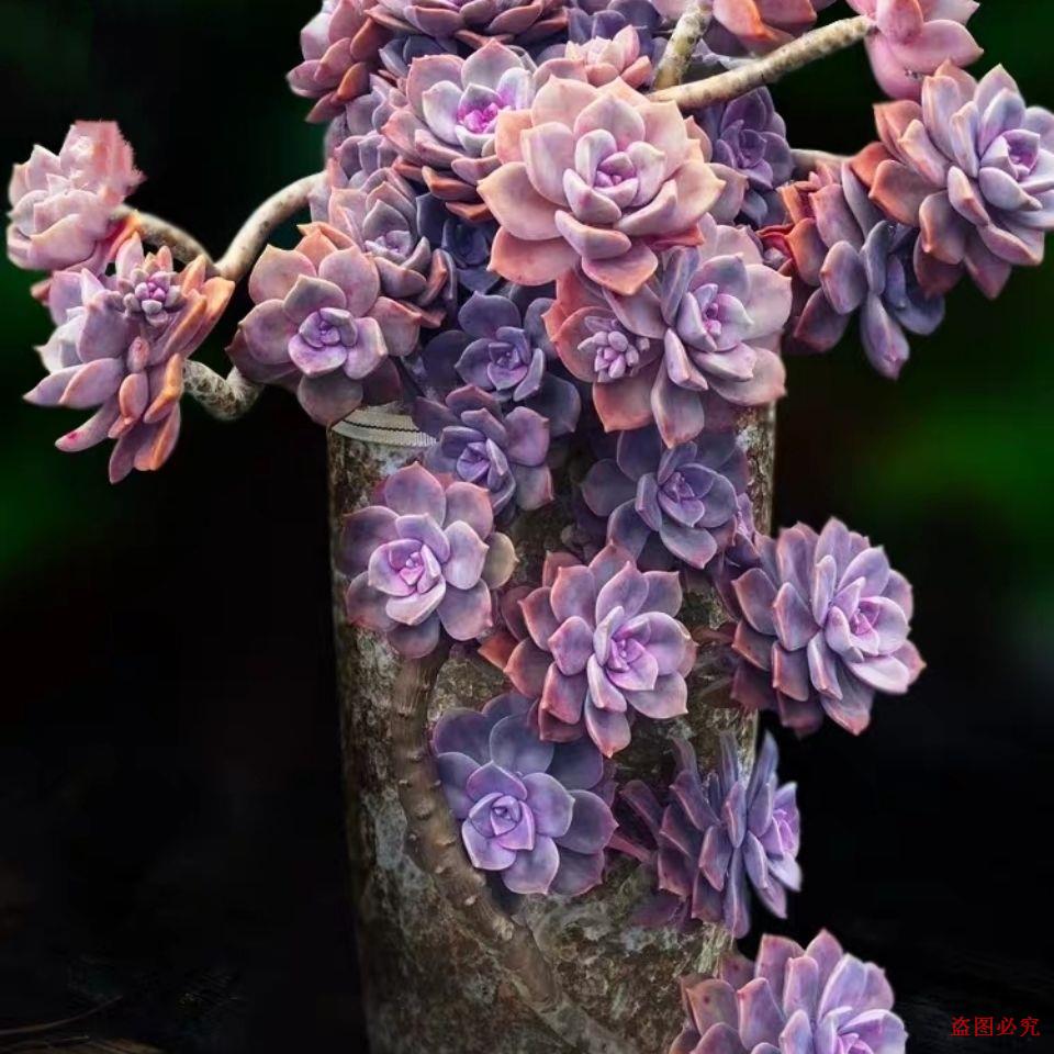 紫乐老桩多肉小苗悬崖造型桩子露养室外阳台多肉植物