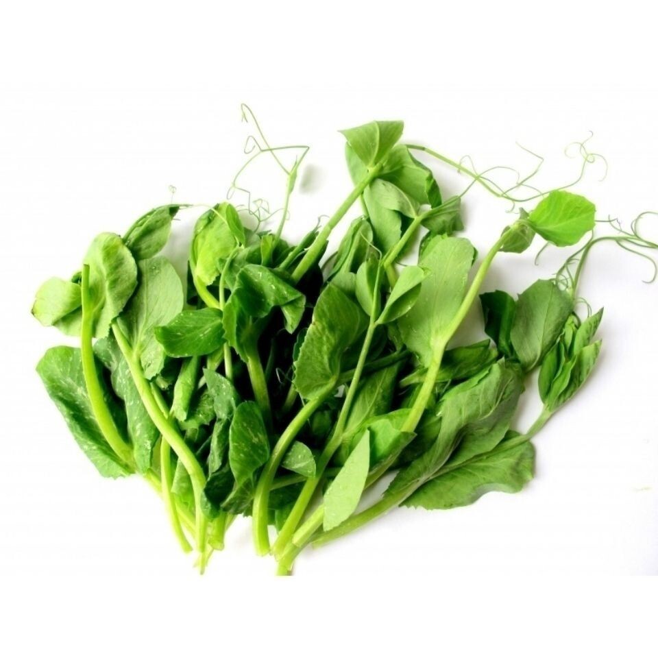 种子豌豆豆苗专门吃茎叶无须菜种荷兰荷兰豆甜脆家庭园艺种子