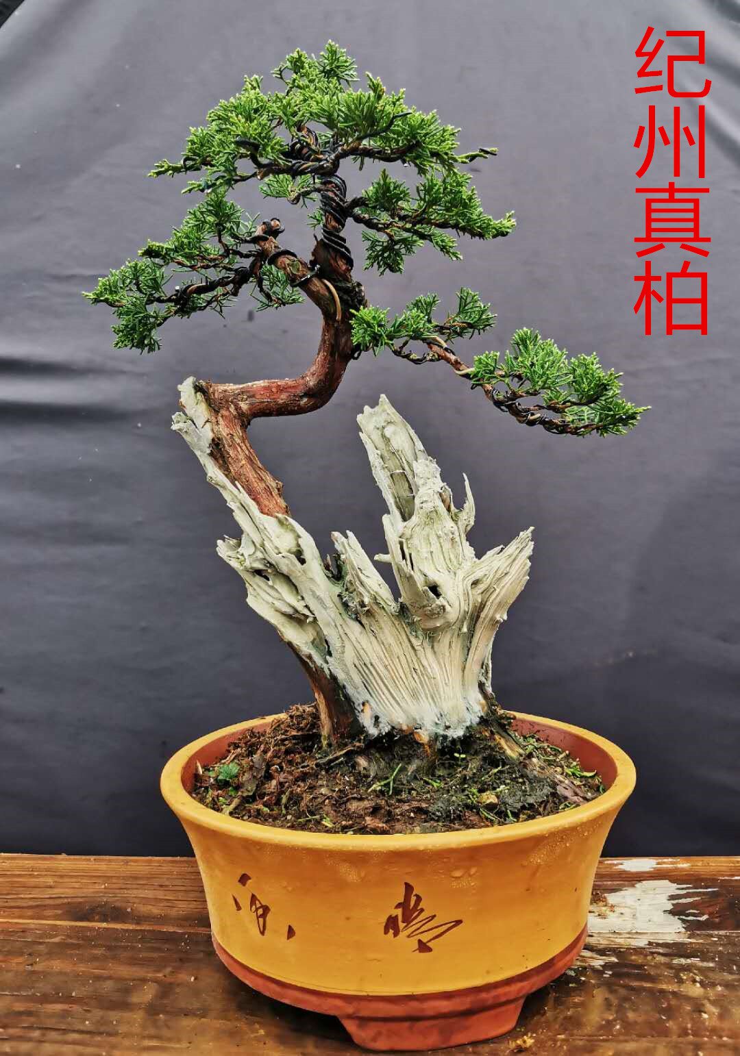 柏树崖柏盆景山采老桩素材熟桩太行崖柏实物包邮绿植
