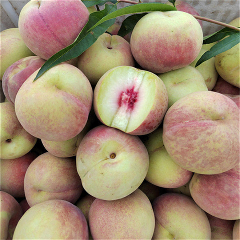 正宗云南丽江脆甜雪桃9斤现摘现发整箱新鲜桃