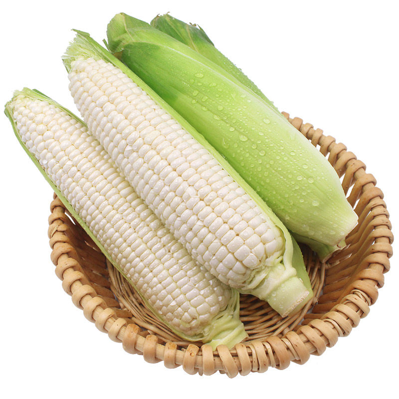 农家白美人玉米9斤大果新鲜现摘嫩黏玉米棒子粒新鲜玉米