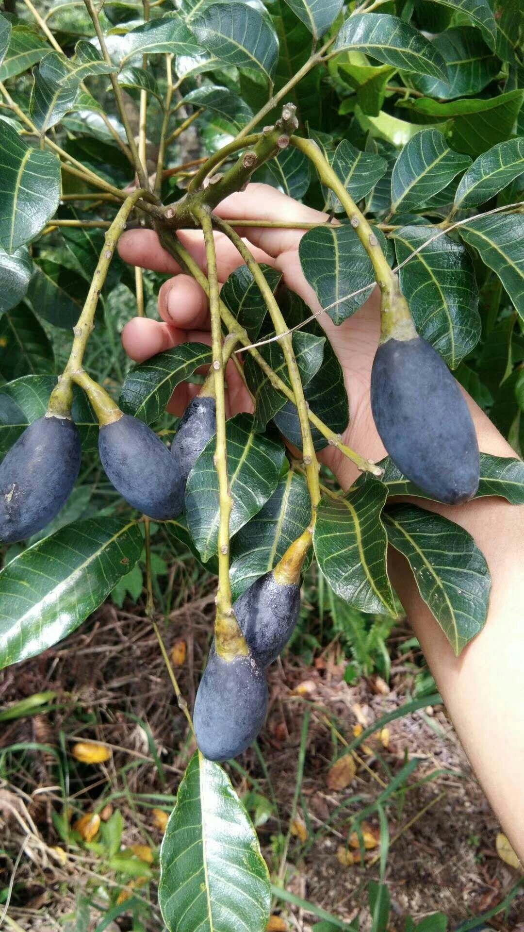 新鲜现摘广东生黑榄角黑橄榄乌榄油橄榄肉榄2斤坚果包装