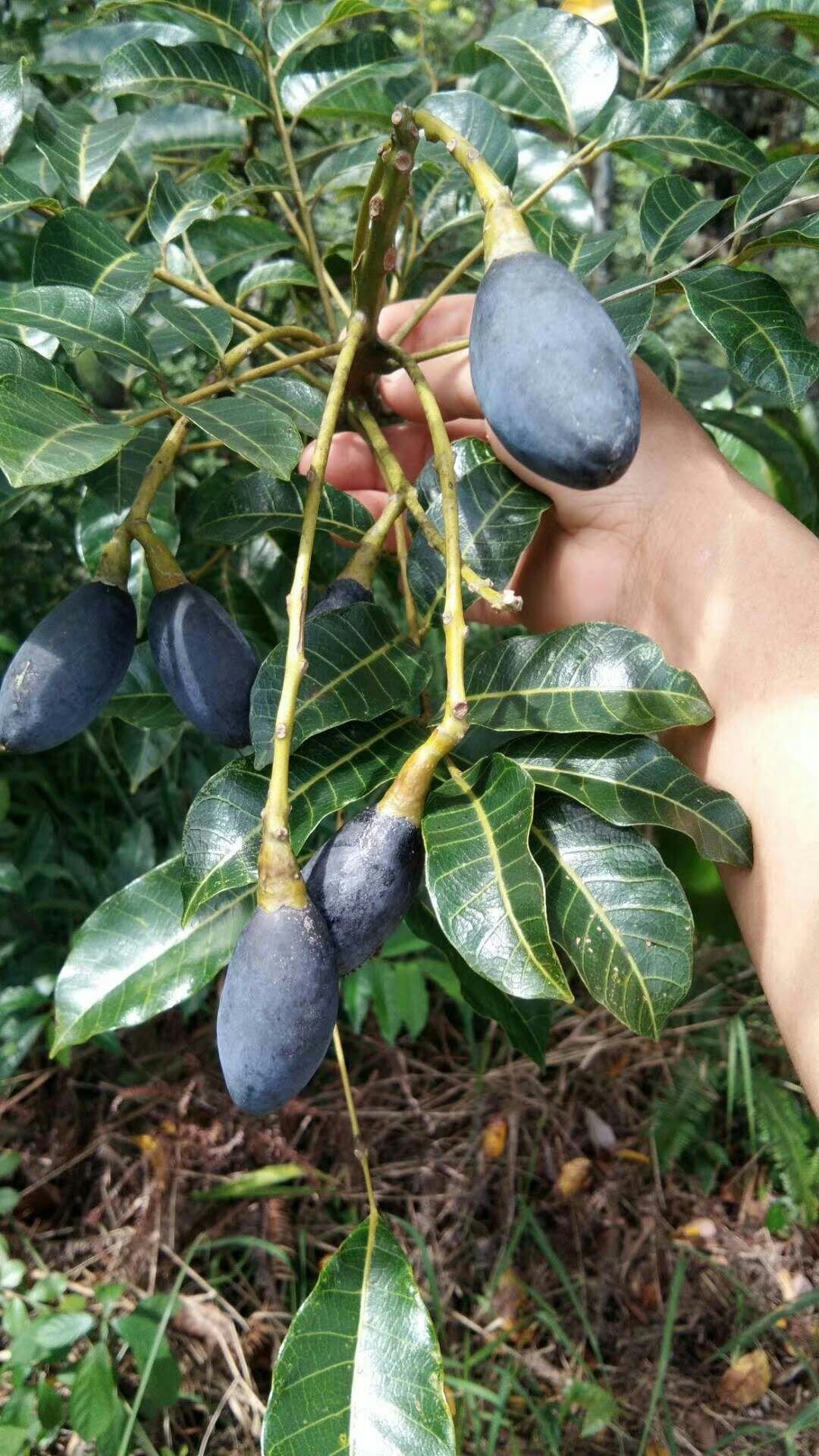 新鲜现摘广东生黑榄角黑橄榄乌榄油橄榄肉榄2斤坚果包装