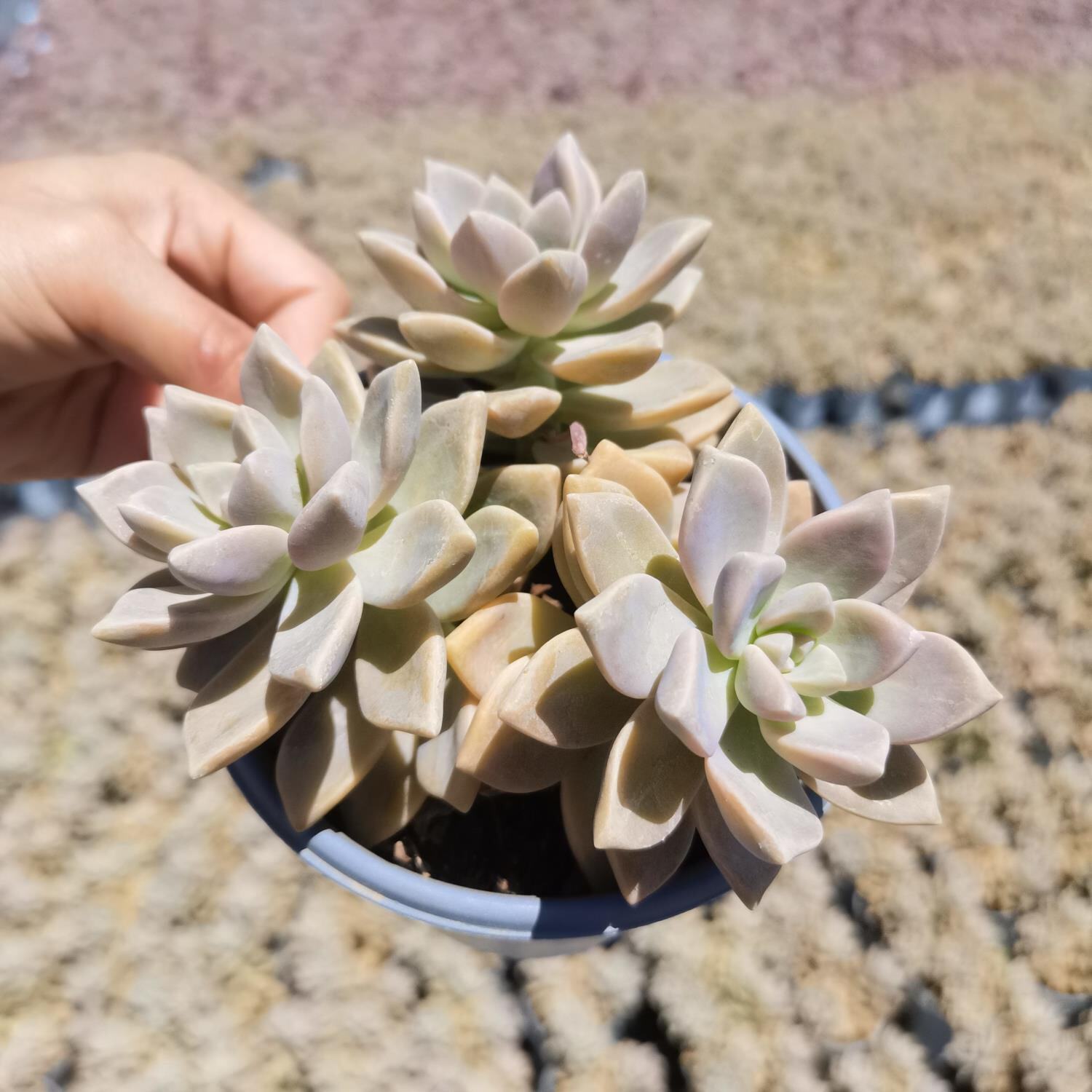 淡雪植物绿植防辐射室内悬崖好养多头多肉幽灵多肉植物