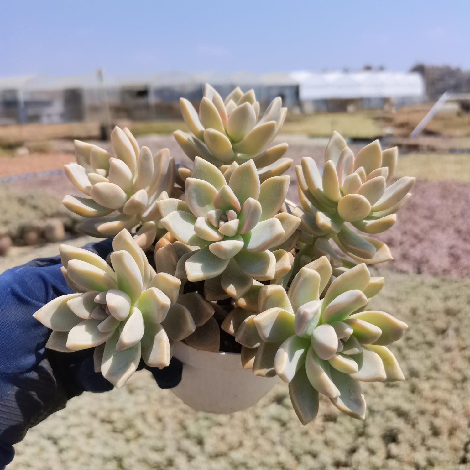 淡雪植物绿植防辐射室内悬崖好养多头多肉幽灵多肉植物