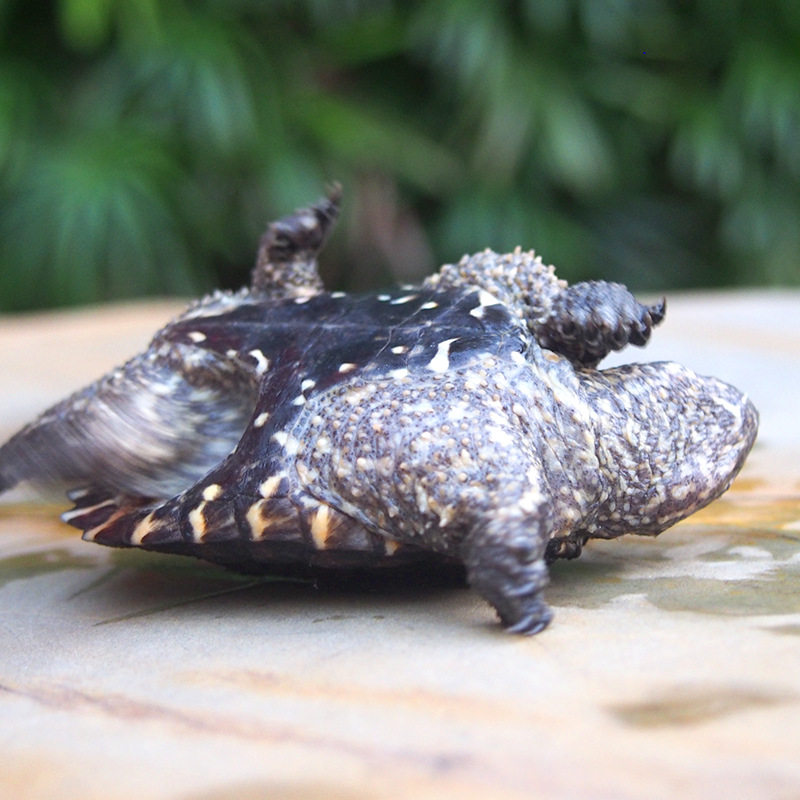 北美大鳄龟苗纯佛杂佛爆刺王小小乌龟活物稀有龟