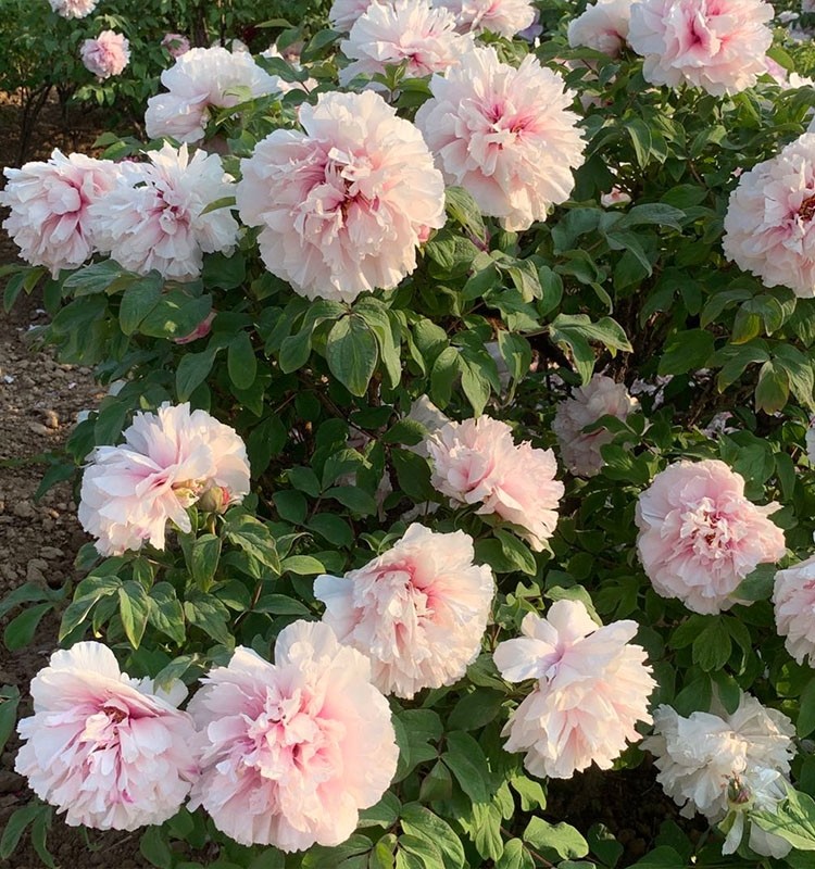 牡丹花苗盆栽大苗正宗洛阳牧丹花四季观赏重瓣花卉庭院