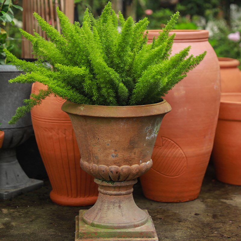 冬狐尾狐尾天天门武竹阳台花镜观叶植物植物庭院多年生绿植