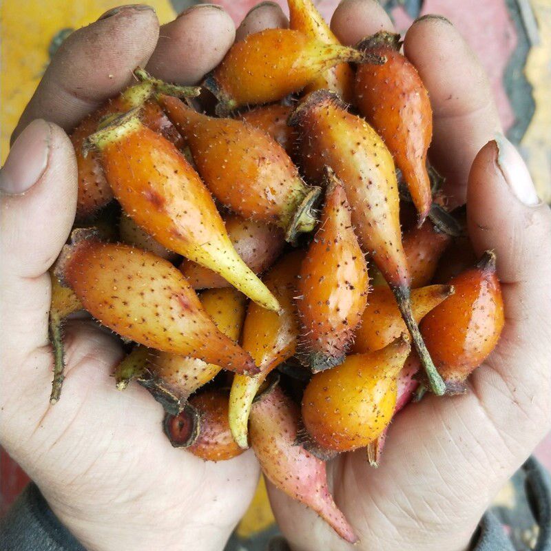 新鲜红金樱子野生泡酒斤装金英子果材全国包邮其他药食同源食品