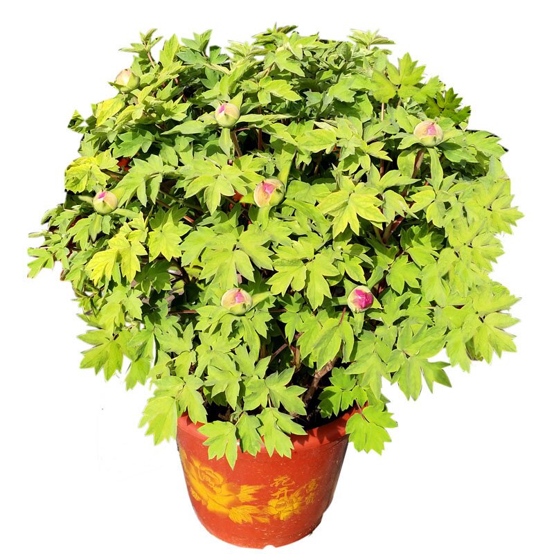 洛阳牡丹花苗正宗精品6年盆栽牡丹花苗带原土大苗带土盆包邮