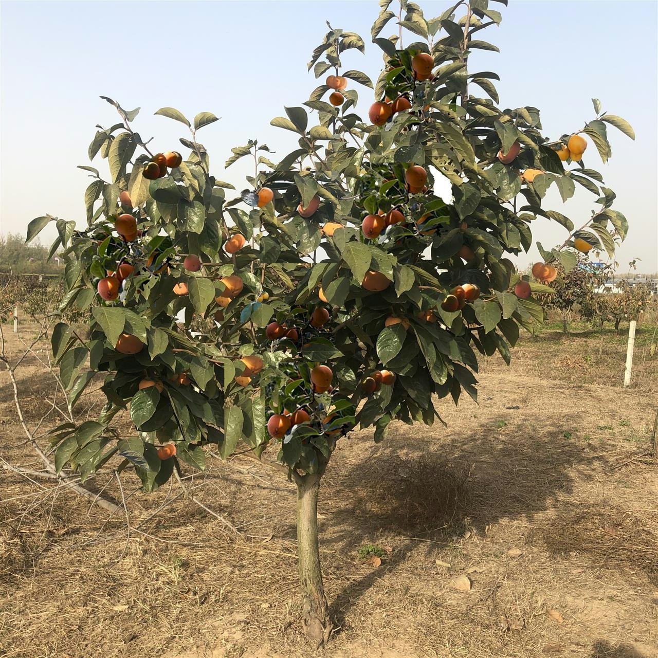 柿子甜脆苗树嫁接无核日本本特大黑果树树苗果树