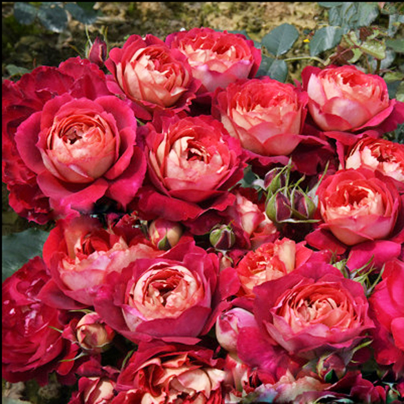 马萨德医生月季花大苗大花浓香阳台庭院复色玫瑰时令草本花卉