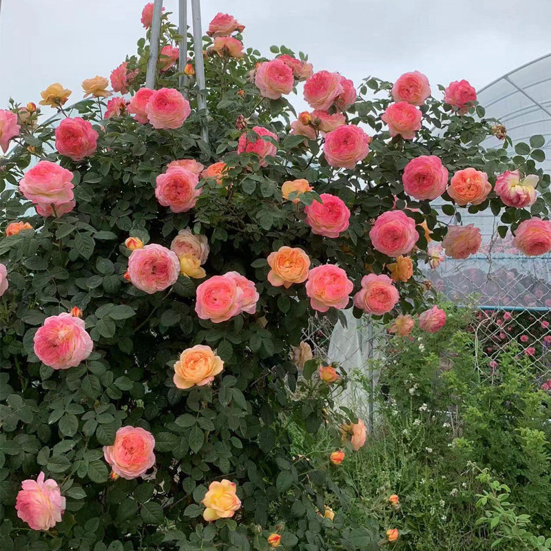 罗斯曼尼詹森复色藤本月季花苗庭院阳台爬藤蔷薇时令草本花卉