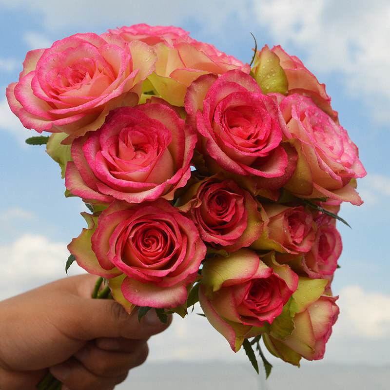 玫瑰玫瑰花茶香香型大花花苗红羽四季庭院阳台时令草本花卉