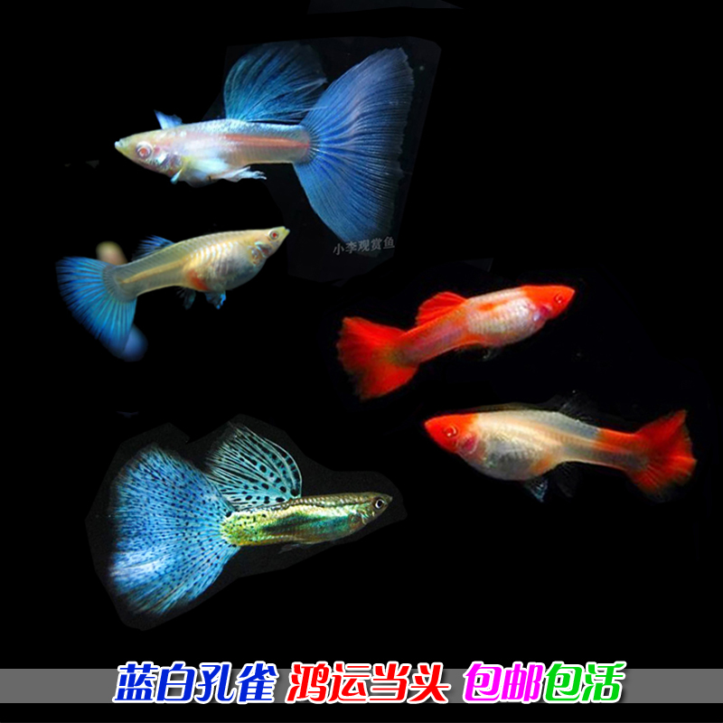 蓝白淡水观赏鱼小型孔雀凤尾鱼精品天空白子鸿运当头鱼