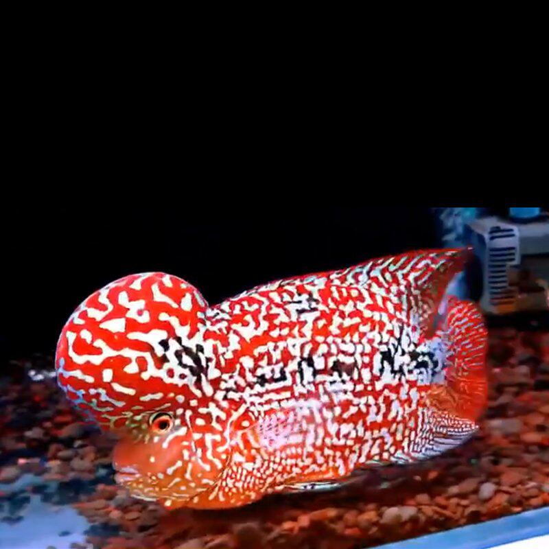 泰国进口罗汉罗汉鱼鱼苗古典起头爆头泰金金鸿运鱼