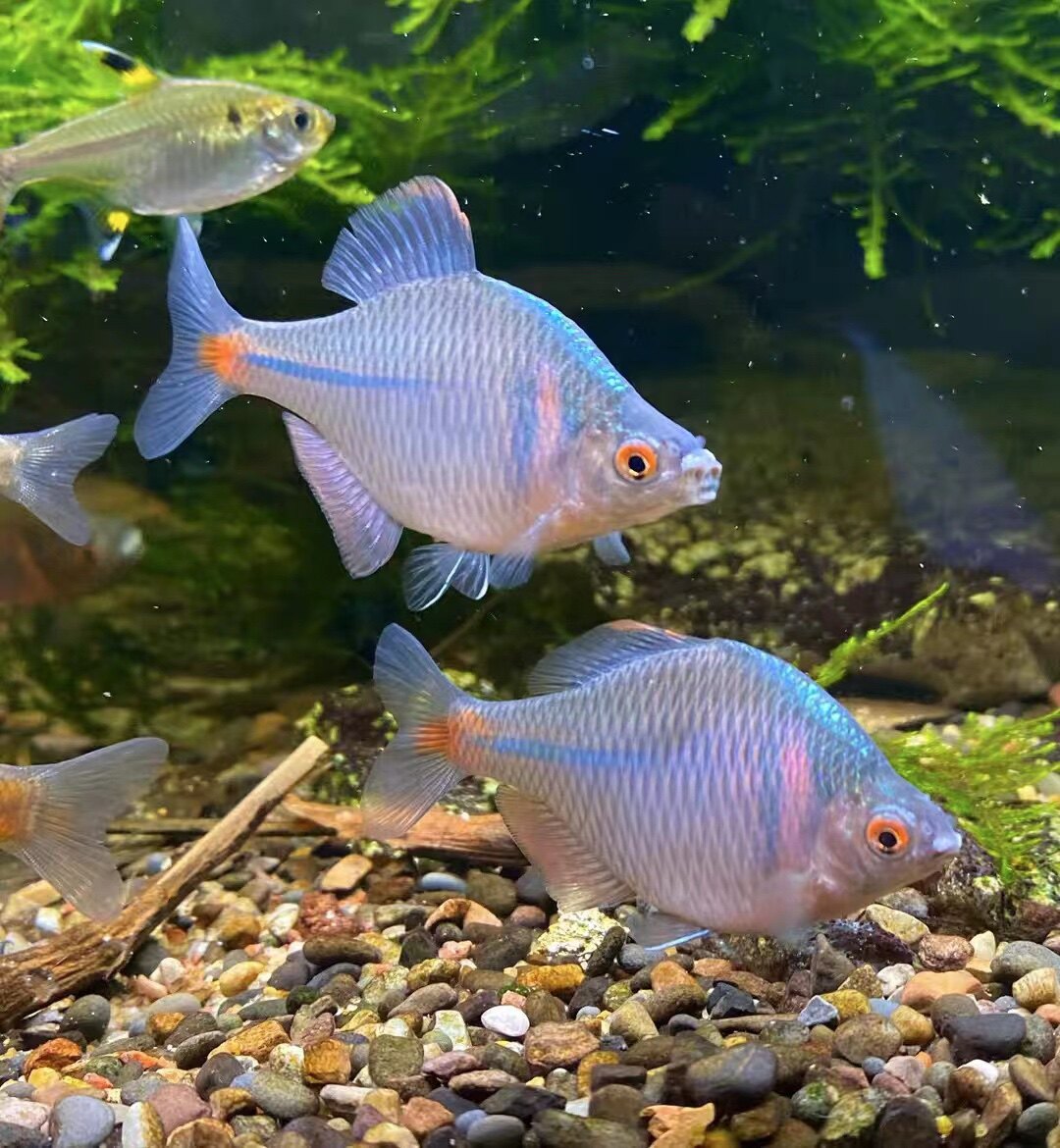 原生鱼高体鳑鲏鱼淡水冷水鱼鱼缸小型观赏鱼活鱼鱼