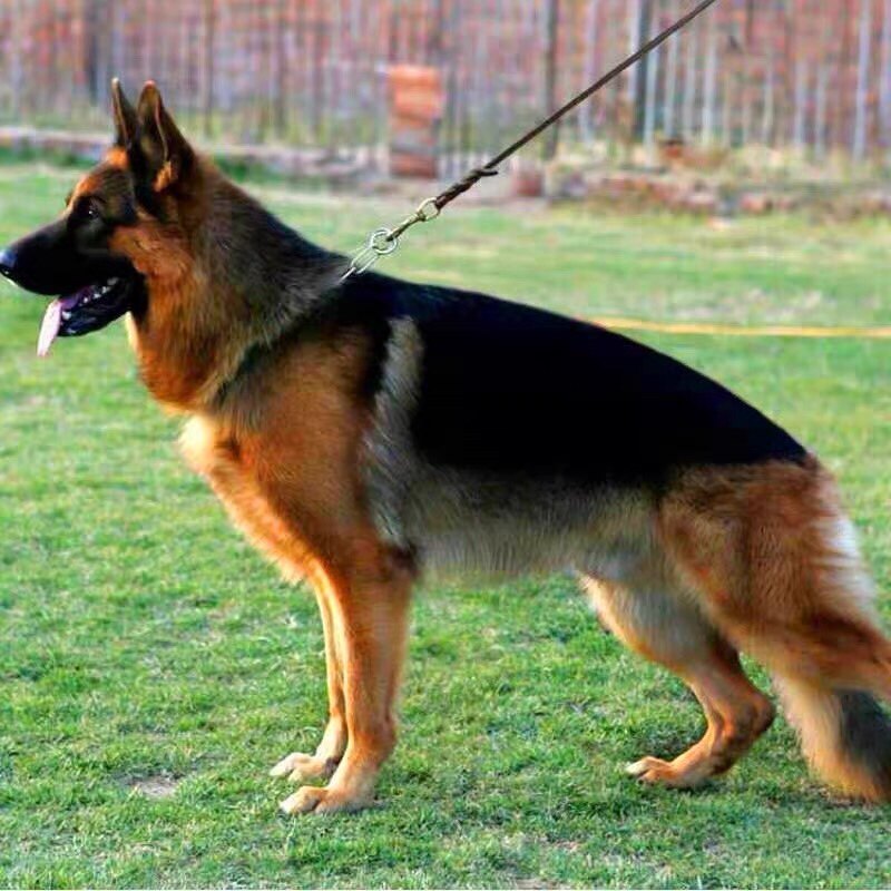 纯种德国牧羊犬幼犬弓背德牧警犬军犬大型狼狗畜牧