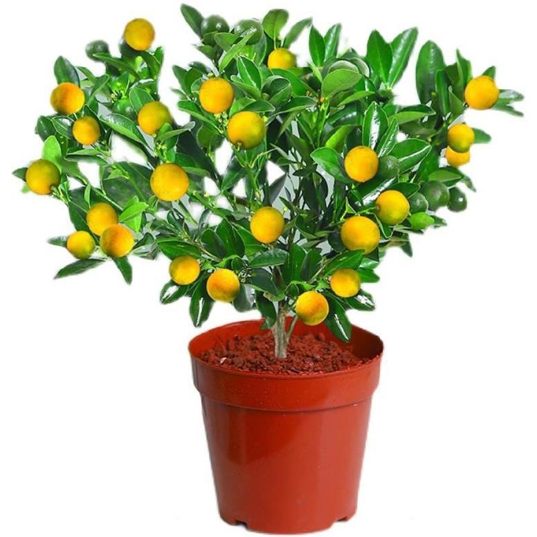 四季金桔年桔盆栽带果喜庆年宵花卉造型小橘子绿植