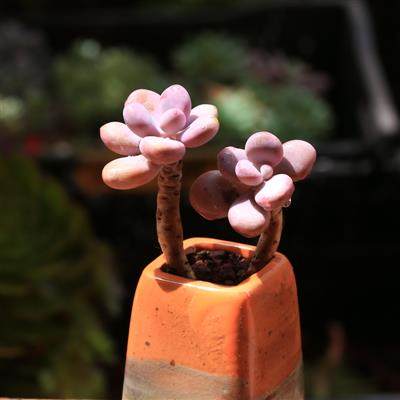 盆之卵起净化空气绿植春季不含木质多肉想栽梦桃头多肉植物