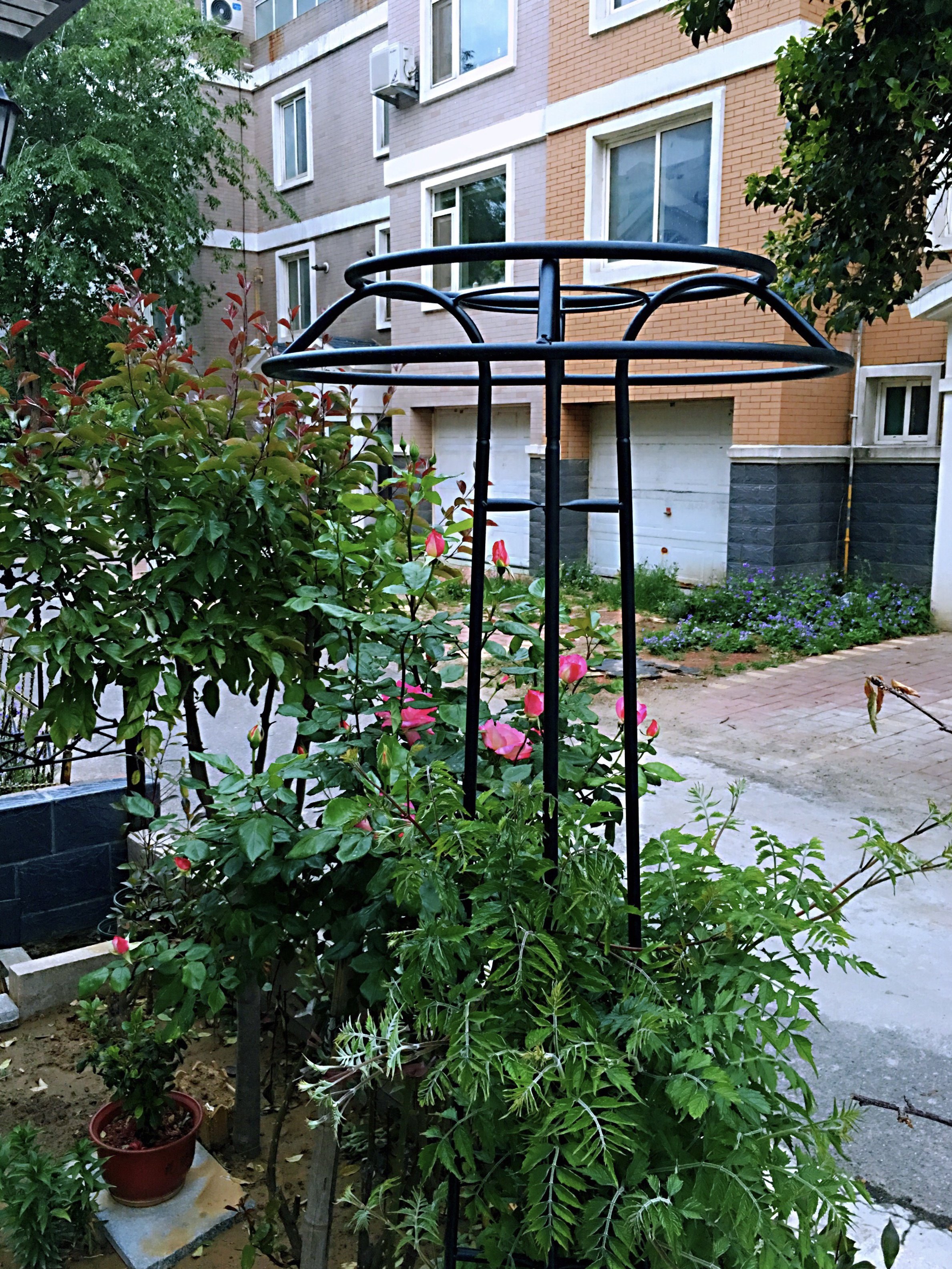 花架伞形莲花铁线莲铁线花园藤架室外爬藤户外花架