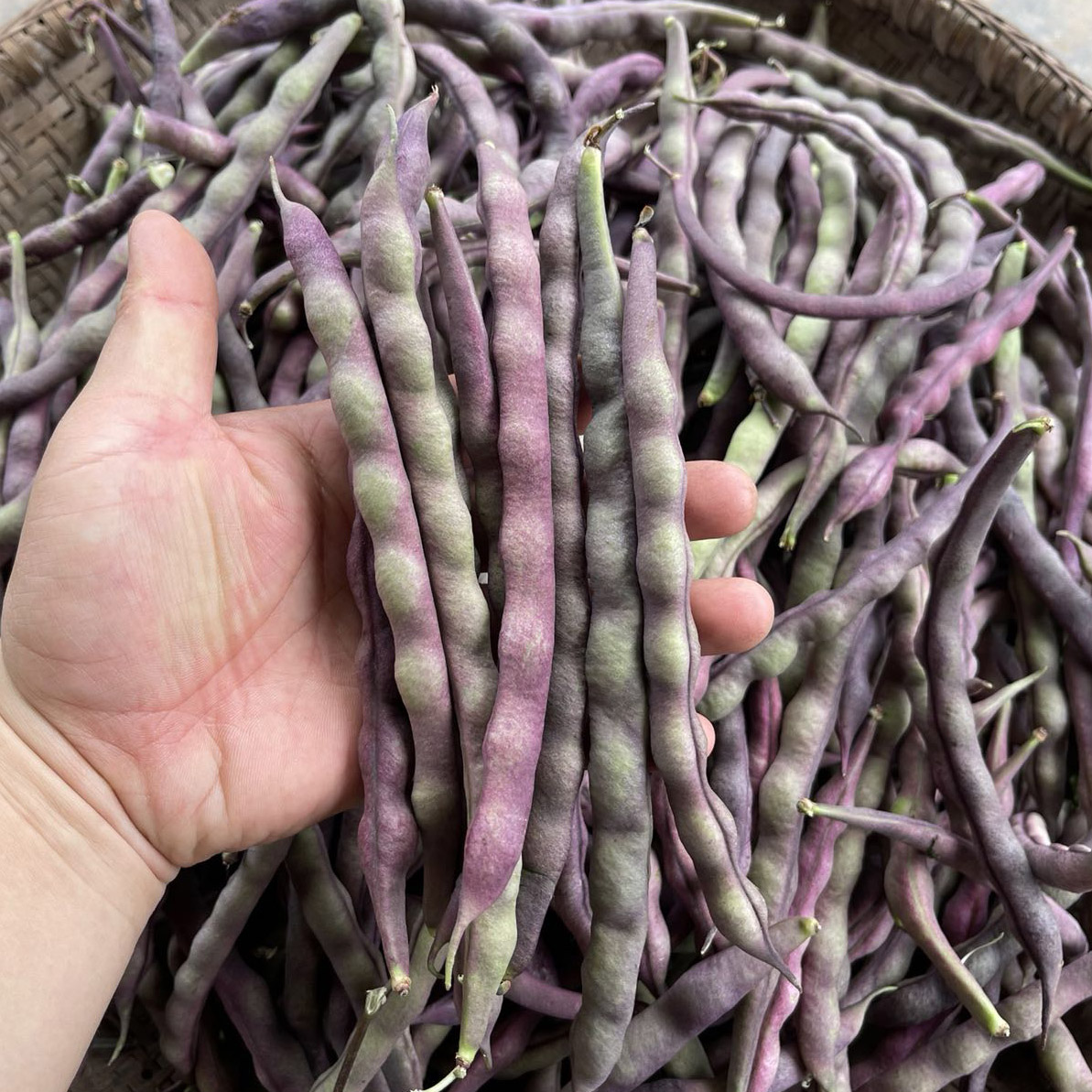 东北特产农家肥自种新鲜蔬菜大紫芸豆冻死死鬼新鲜豆类