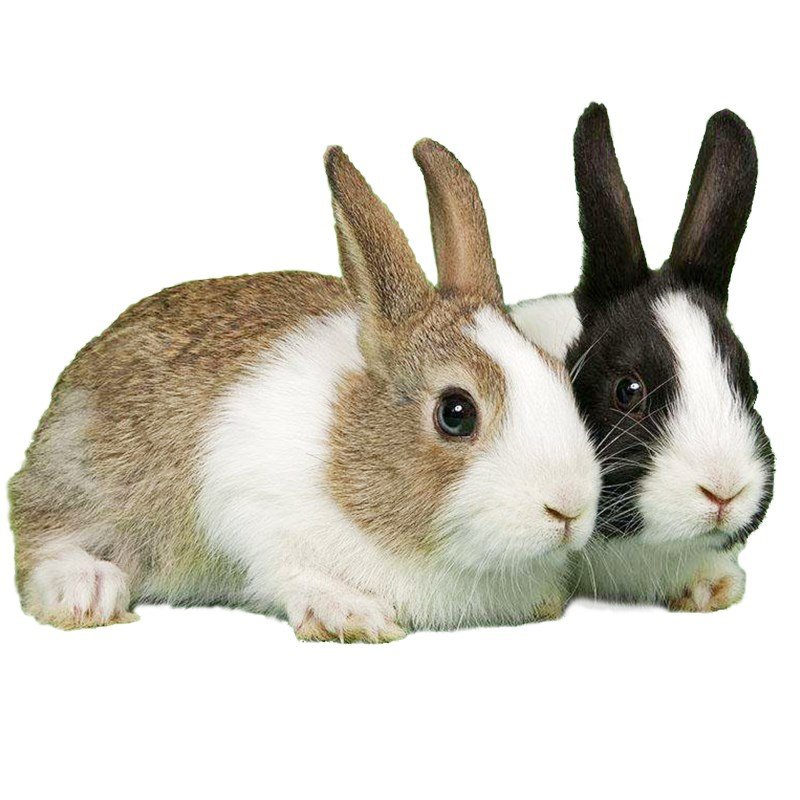 活物兔子一对月月小白兔对公母幼崽子家养兔