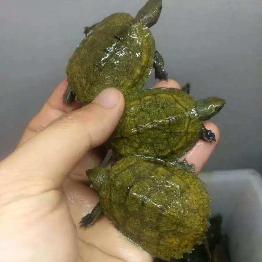 日石纯种日本石龟宠物深水互动活体观赏冷水龟