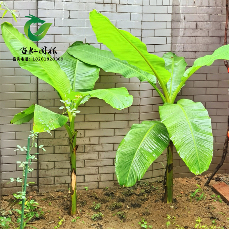 芭蕉树苗芭蕉树别名绿天扇仙甘庭院绿化大叶植物观叶
