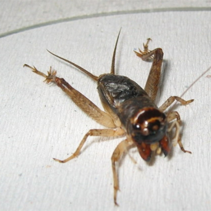 河北蛐蛐野生活体蟋蟀活物打斗咬架精品自抓蟋蟀