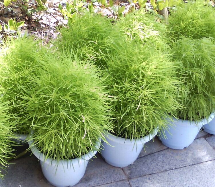 扫帚地肤观音植物叶植物菜观种子松绿孔雀落帚家庭园艺种子