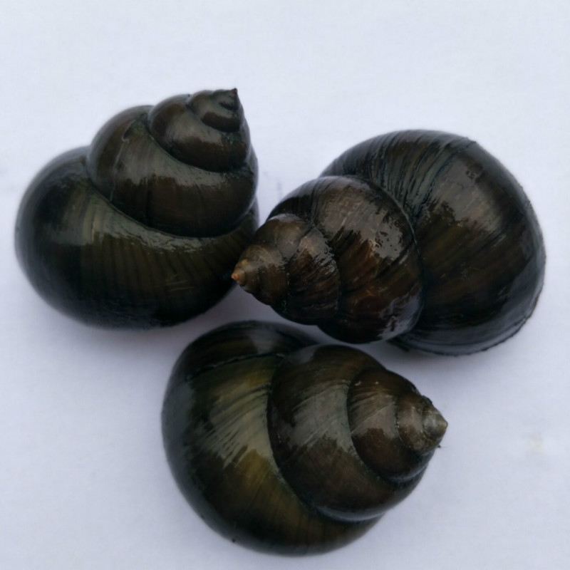 田螺湖北清水大田鲜活新鲜脆螺肉超大号螺丝泥螺