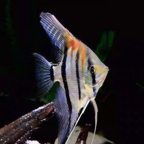 伊莎贝尔红背红魔鬼大红袍海鸥神仙仙鱼热带淡水鱼