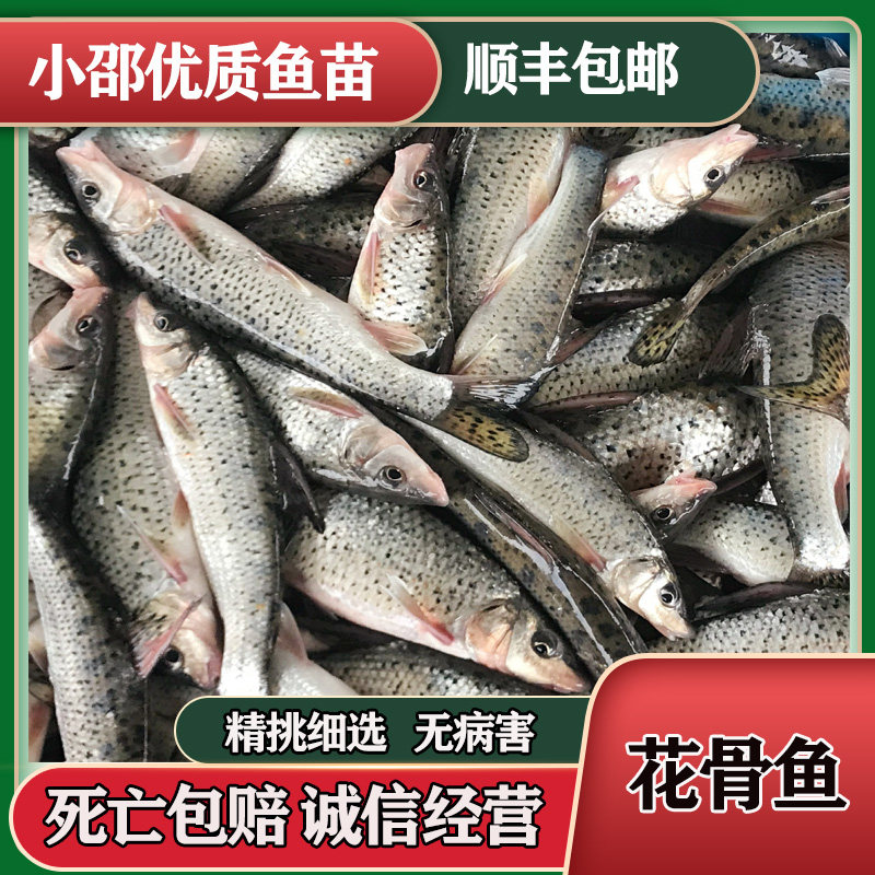 进店购买蚕鱼宝宝养殖基地